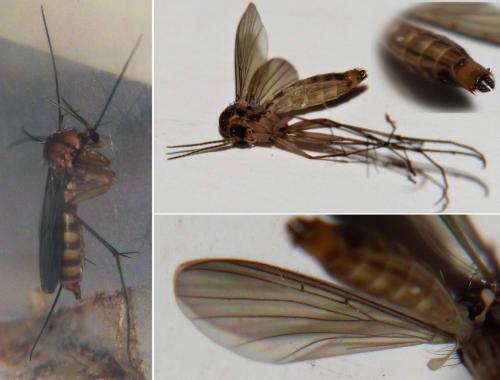Réf. 296 491 : Rymosia sp.